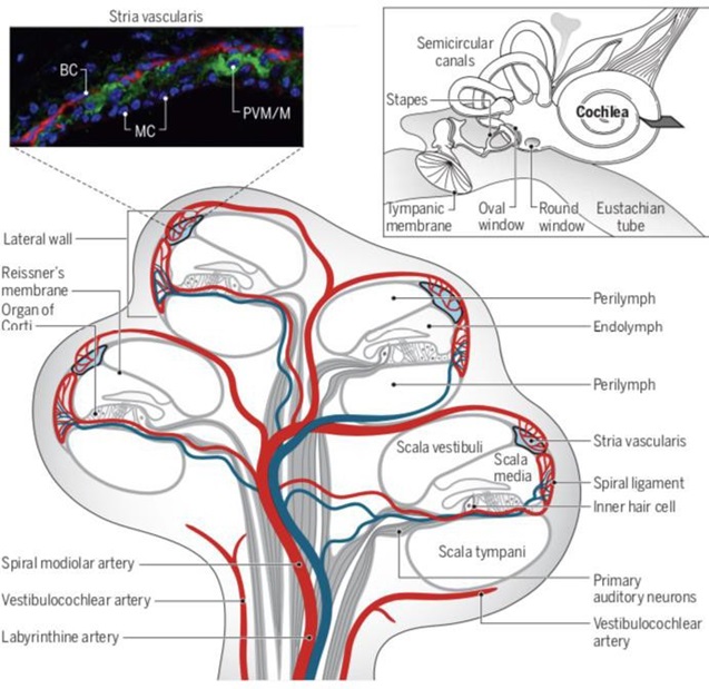 basic tinnitus, tinnitusweb, tinitus dasar teori