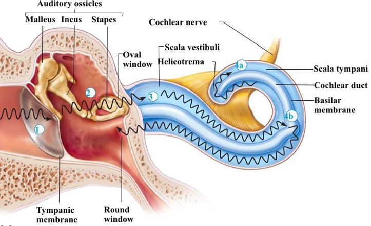 basic tinnitus, tinnitusweb, tinitus dasar teori